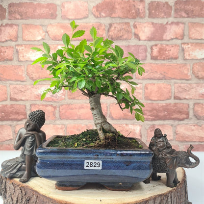 Chinese Elm Bonsai Tree - Bonsai Ulmus Parvifolia In 15cm Pot