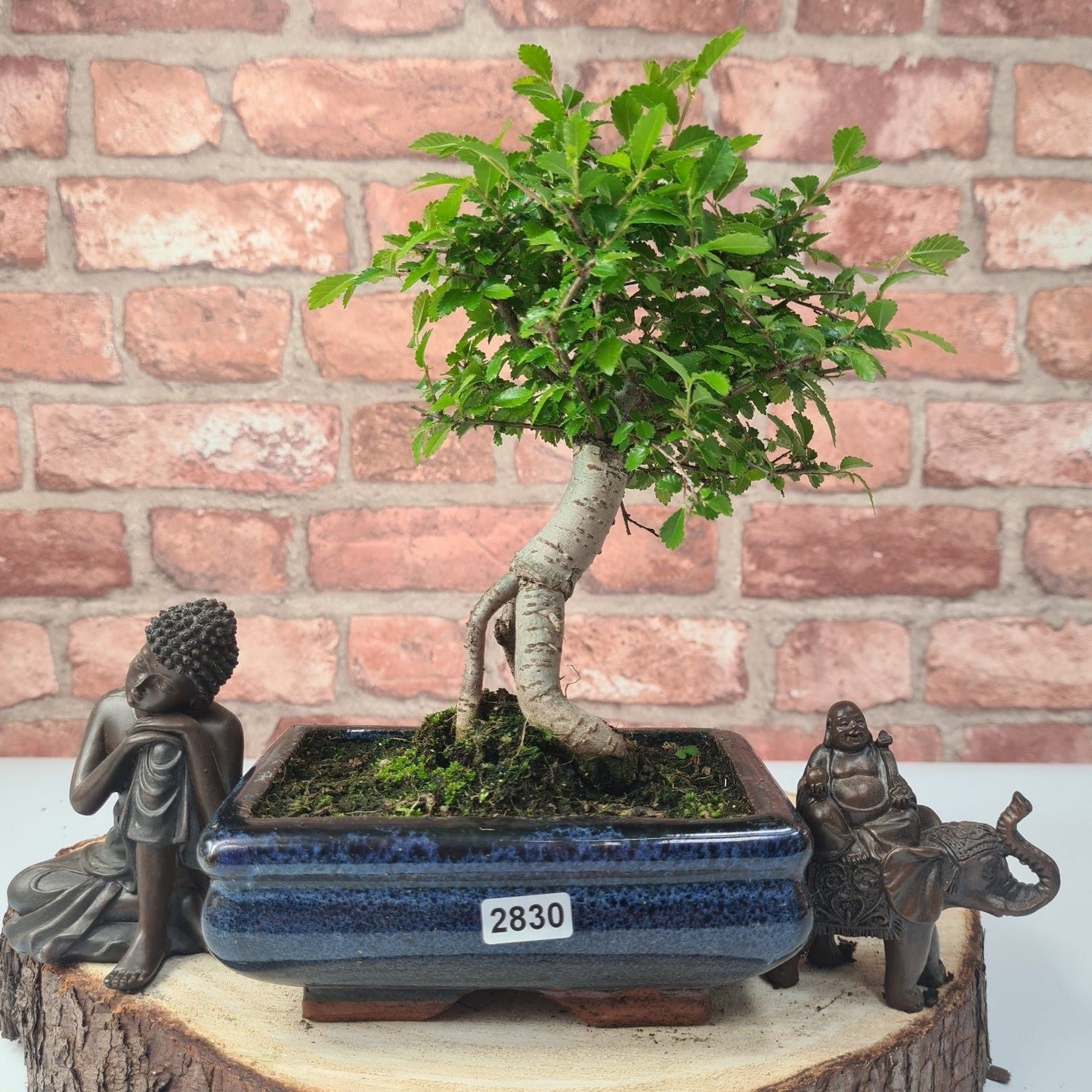 Chinese Elm Bonsai Tree - Bonsai Ulmus Parvifolia In 15cm Pot
