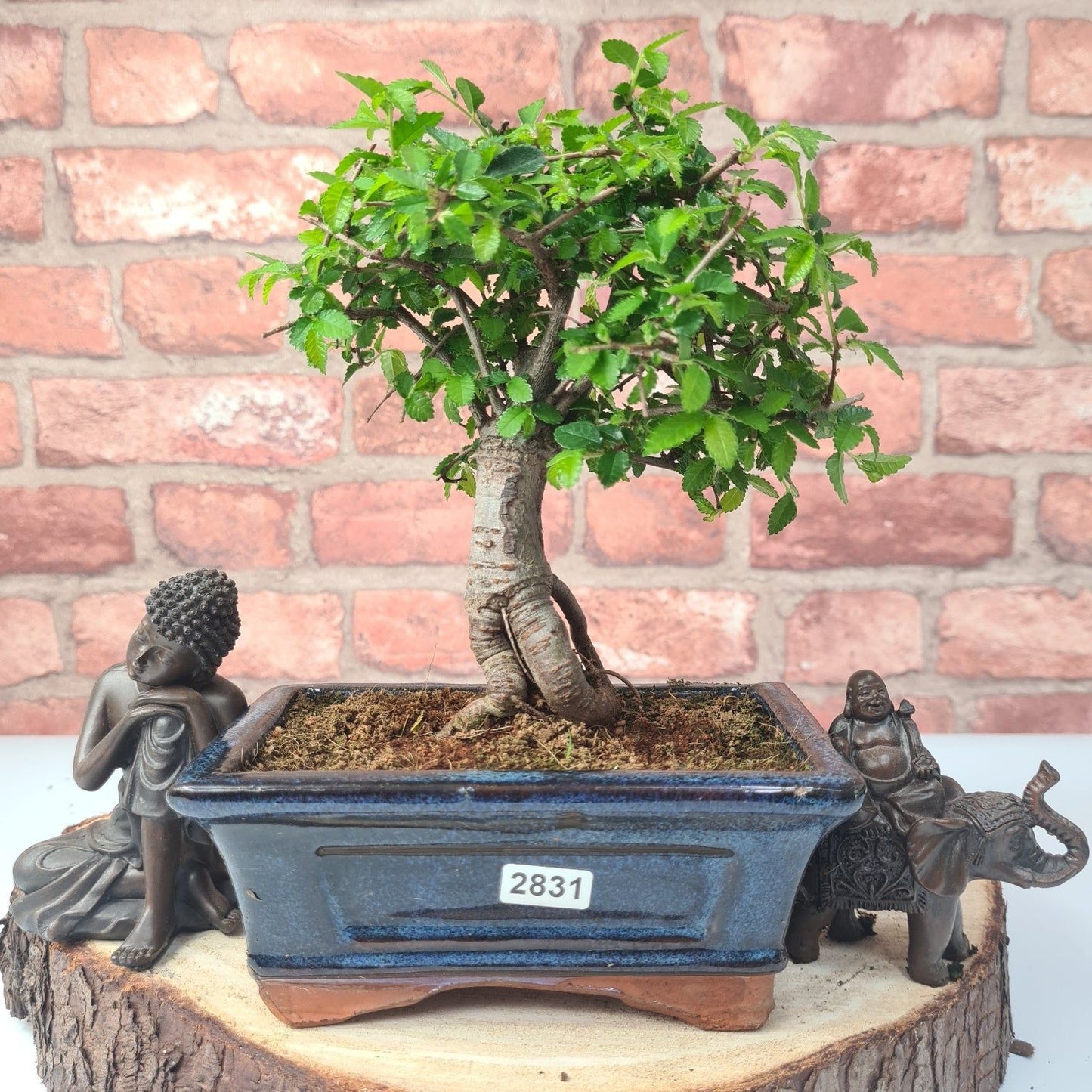 Chinese Elm Bonsai Tree - Bonsai Ulmus Parvifolia In 15cm Pot