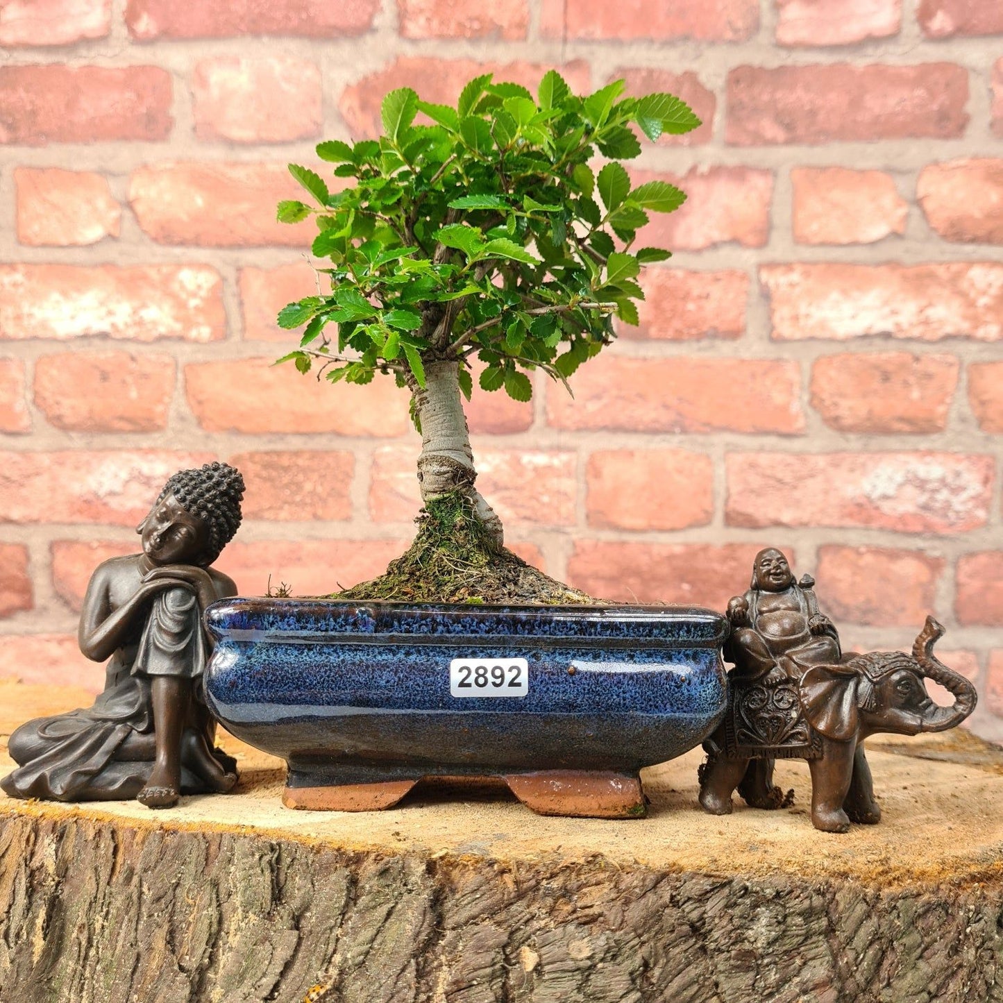 Chinese Elm Bonsai Tree - Bonsai Ulmus Parvifolia In 15cm Pot