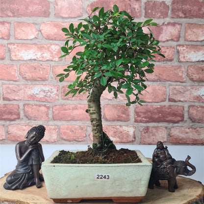 Chinese Elm Bonsai Tree - Bonsai Ulmus Parvifolia In 15cm Pot