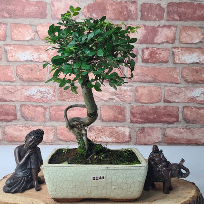 Chinese Elm Bonsai Tree - Bonsai Ulmus Parvifolia In 15cm Pot