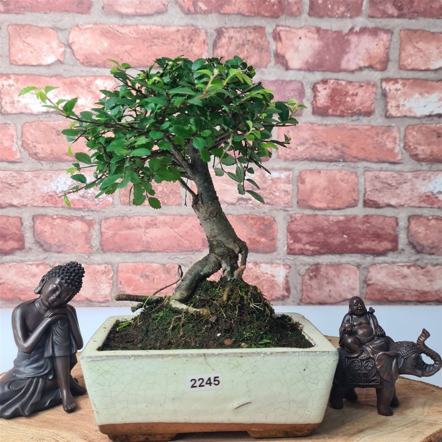 Chinese Elm Bonsai Tree - Bonsai Ulmus Parvifolia In 15cm Pot