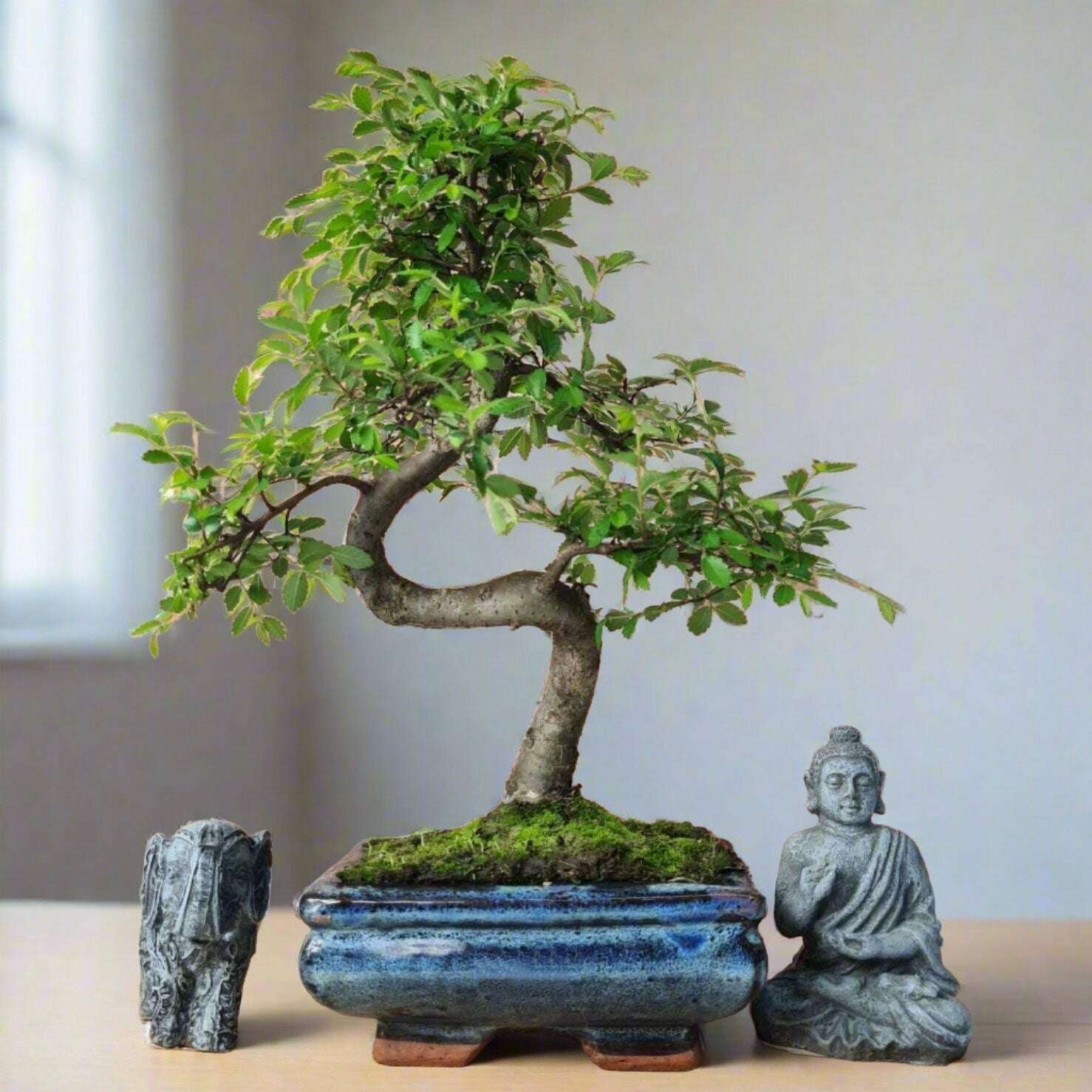 Chinese_Elm_Ulmus_Parvifolia_Bonsai_Tree_Shaped_In_15cm_Pot_-_Yorkshire_Bonsai-39077_2b6fc9df-18d0-4bd9-a428-682b5135bd51