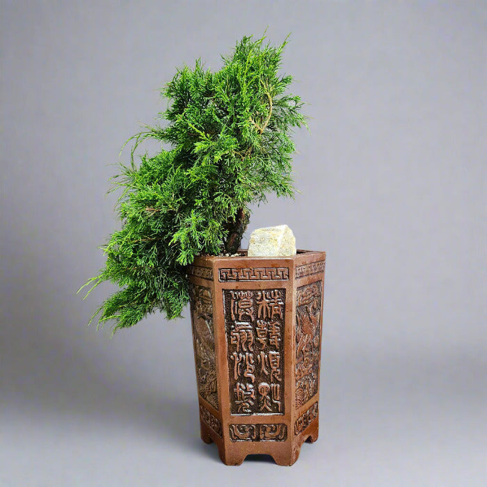 Chinese Juniper Bonsai Tree