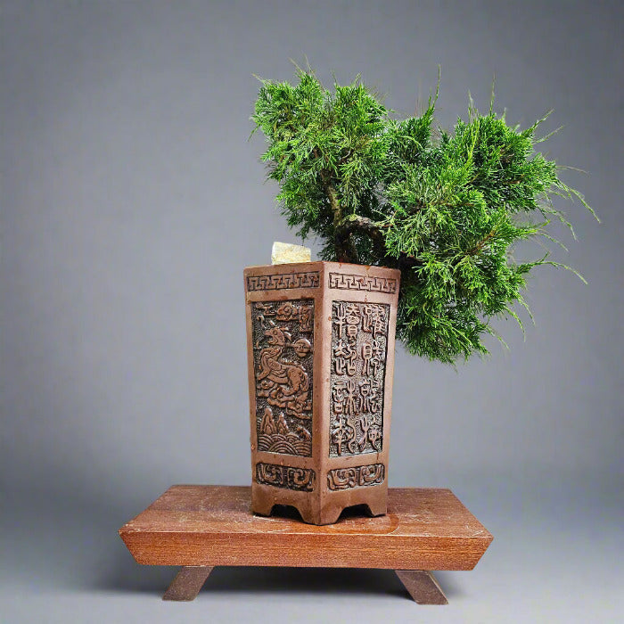Chinese Juniper Bonsai Tree in a pot