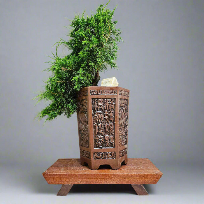 Chinese Juniper Bonsai Tree in decorative pot