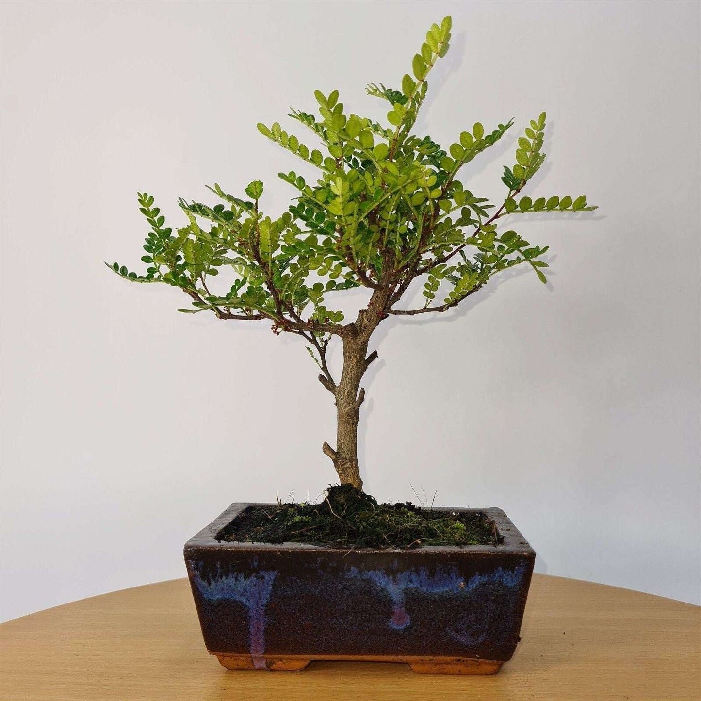 Chinese_Pepper_Zanthoxylum_Pipertum_Bonsai_Tree_Broom_Height_25cm_In_15cm_Pot_-_Yorkshire_Bonsai-24263