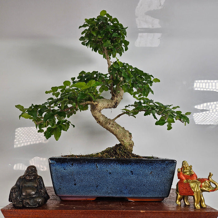 Chinese Privet Bonsai Tree