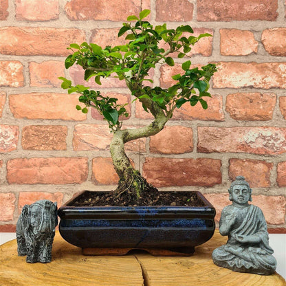 Chinese_Privet_Ligustrum_Sinense_Bonsai_Tree_Shaped_In_20cm_Pot_-_Yorkshire_Bonsai-24570