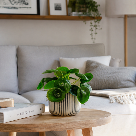Chinese Money Plant Indoor Houseplant