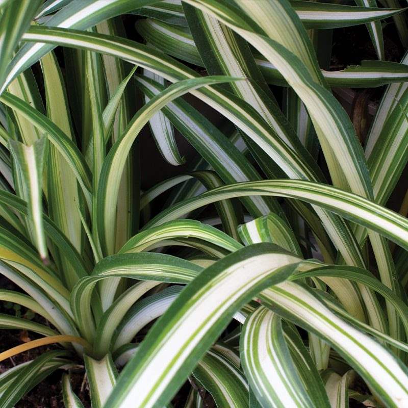 Variegated Spider Plant (Chlorophytum Comosum Variegatum)