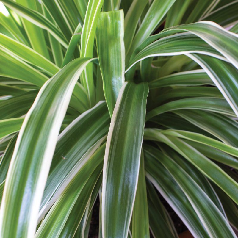 Spider plant leaves close up