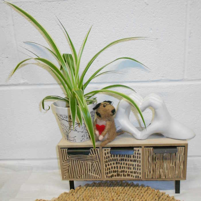 Spider Plant on a Sideboard