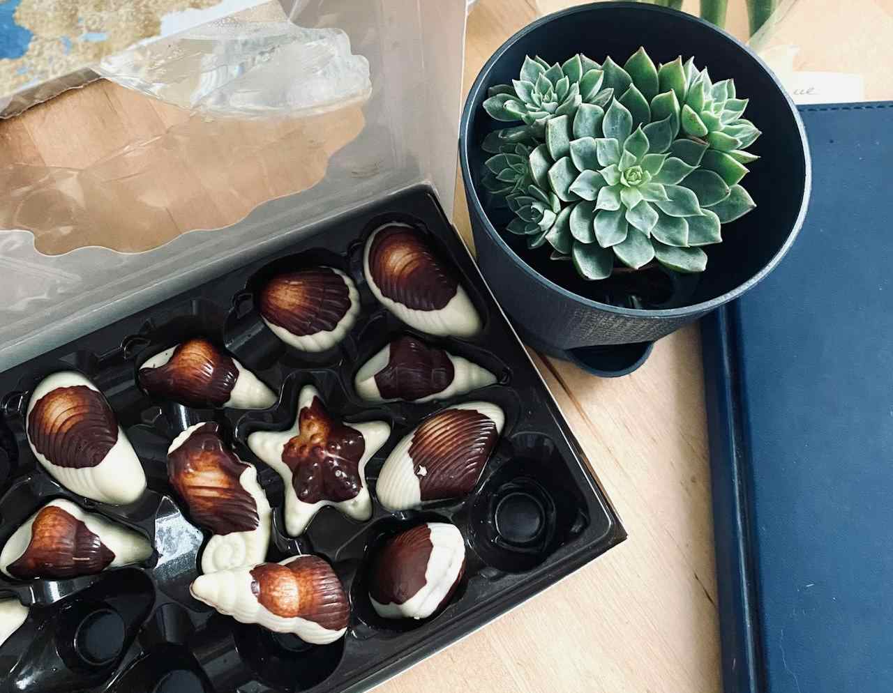 Chocolates & Plants | Small Indoor Plants