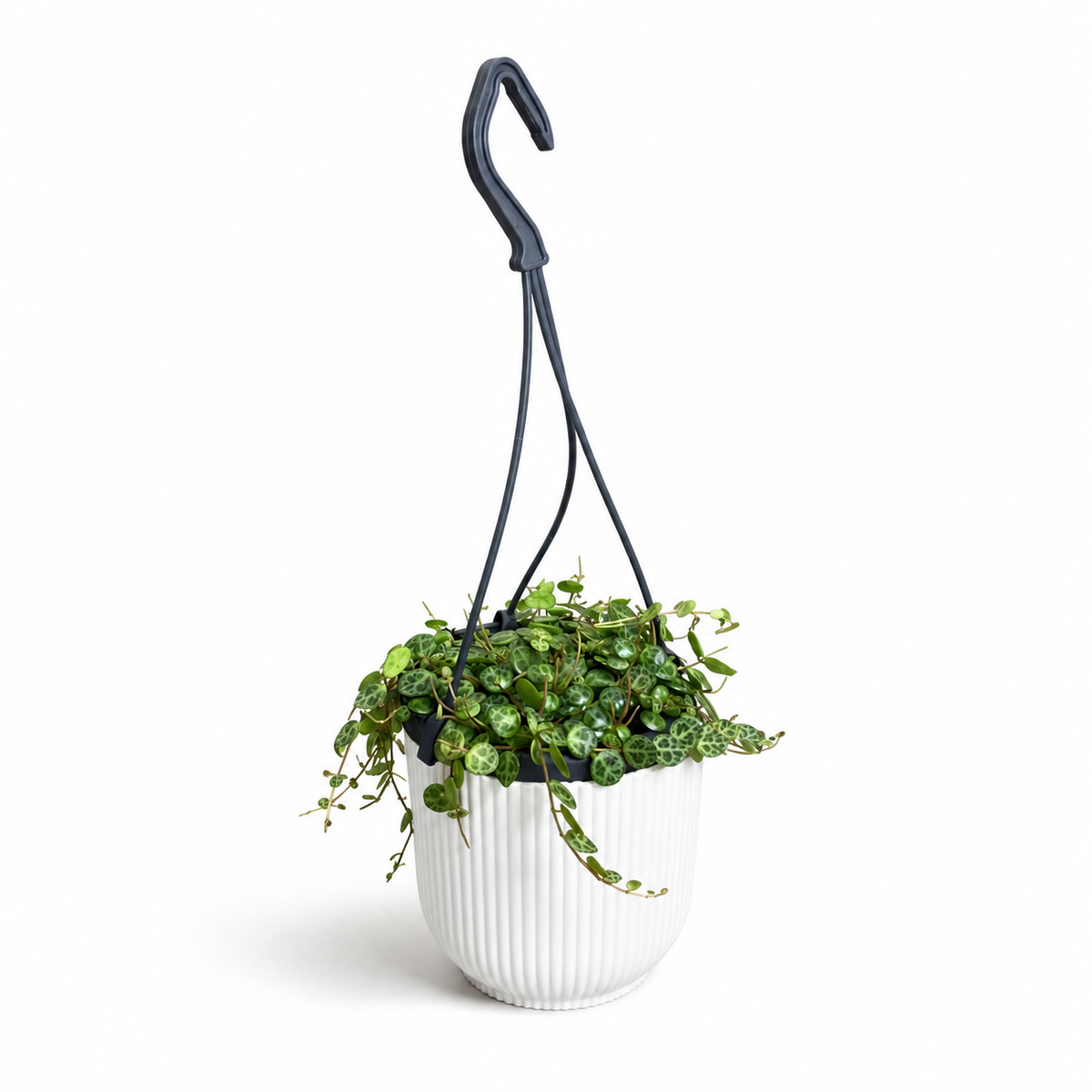 String Of Turtles Plant - 10.5cm Potsize Houseplant