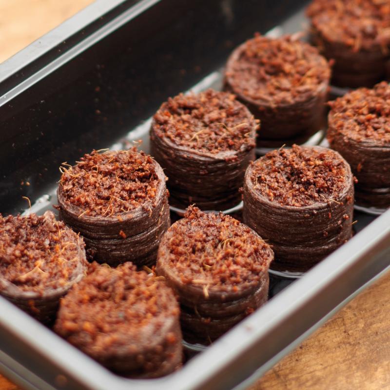 Compost Discs in a seed tray