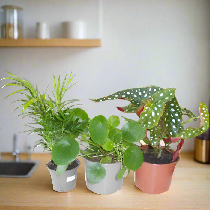 Set of 3 Congratulations House Plants