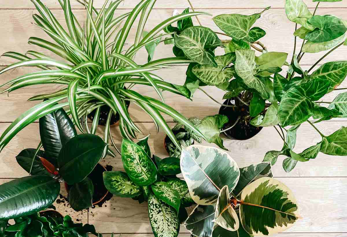 Congratulations House Plant Gifts | Small Indoor Plants