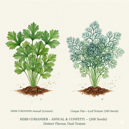 Fresh Coriander Seeds for Gardening - Choose 'Leisure' or 'Confetti' Varieties (100-125 Seeds)