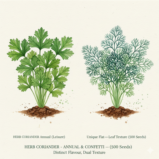 Fresh Coriander Seeds for Gardening - Choose 'Leisure' or 'Confetti' Varieties (100-125 Seeds)