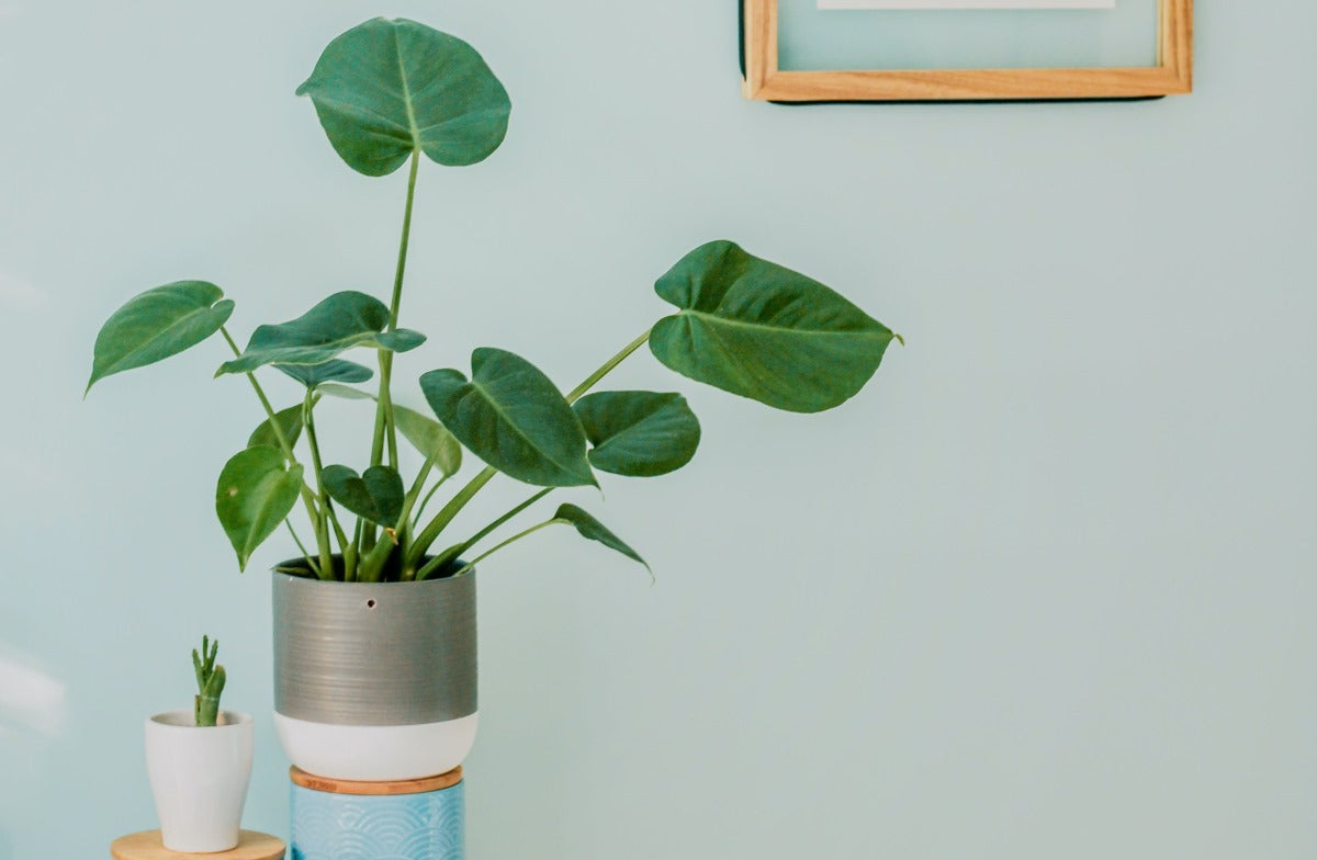 Corporate Plant Gifts | Small Indoor Plants