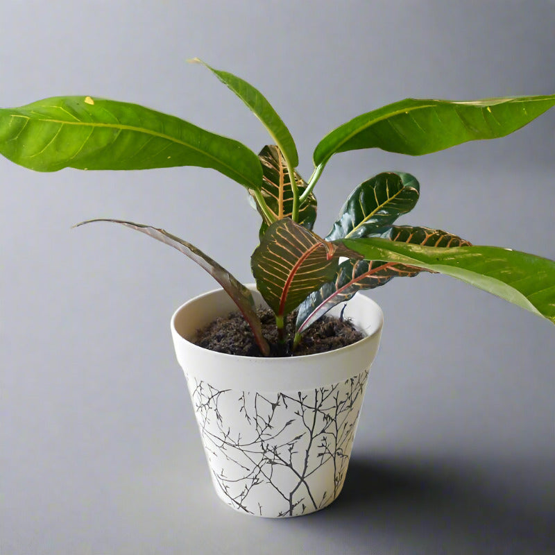 Croton Excellent Houseplant (Codiaeum Excellent)