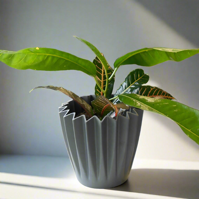 Croton Excellent Houseplant (Codiaeum Excellent)