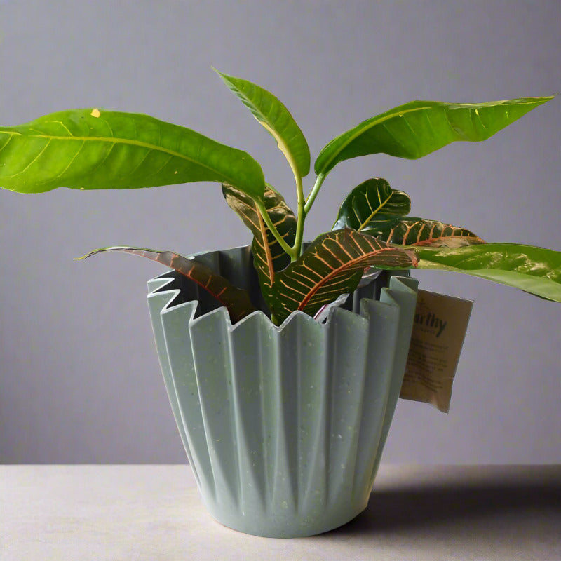 Croton Excellent Houseplant (Codiaeum Excellent)