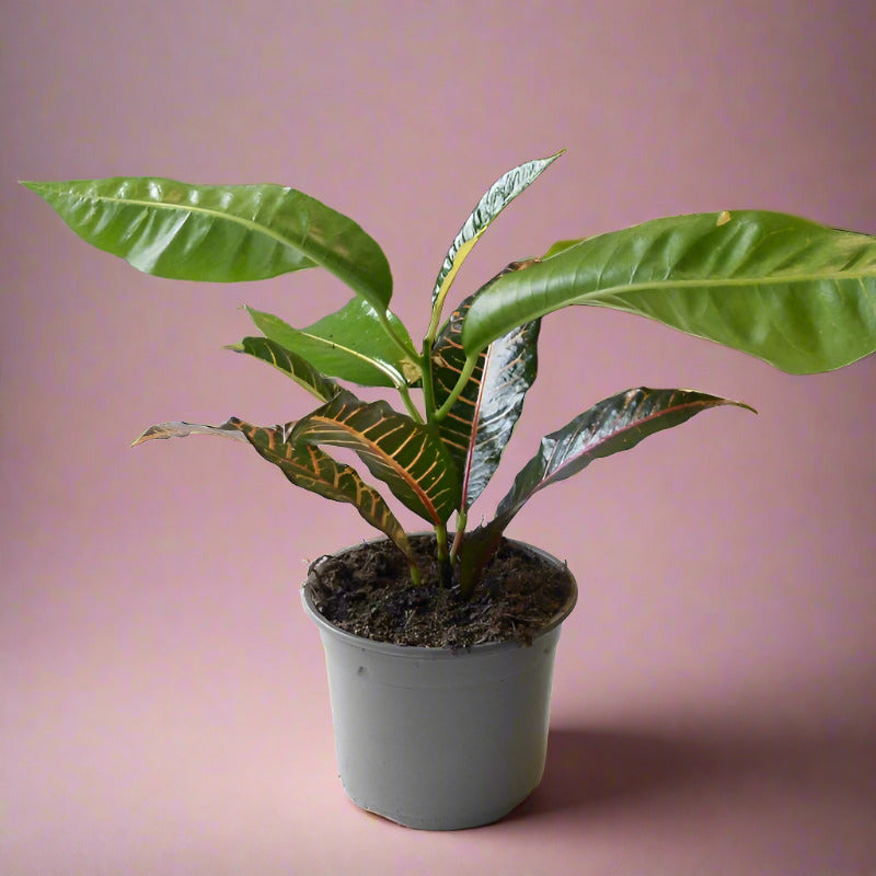 Croton Excellent Houseplant (Codiaeum Excellent)