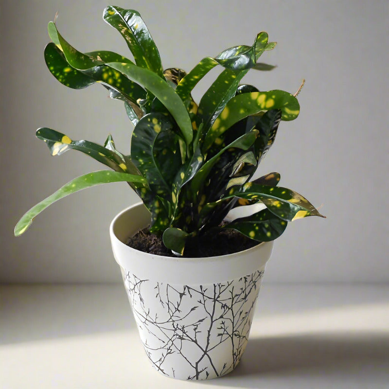 Croton Gold Dust Houseplant (Codiaeum Aucubaefolia)