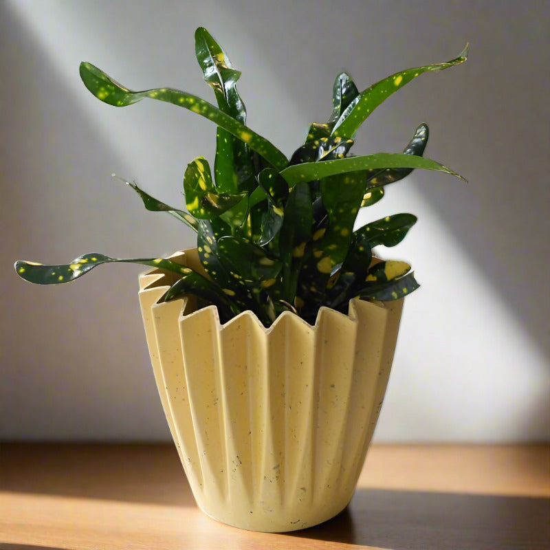 Croton Gold Dust Houseplant (Codiaeum Aucubaefolia)