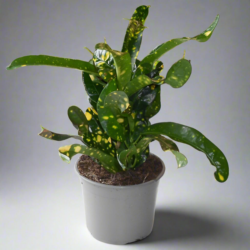 Croton Gold Dust Houseplant (Codiaeum Aucubaefolia)