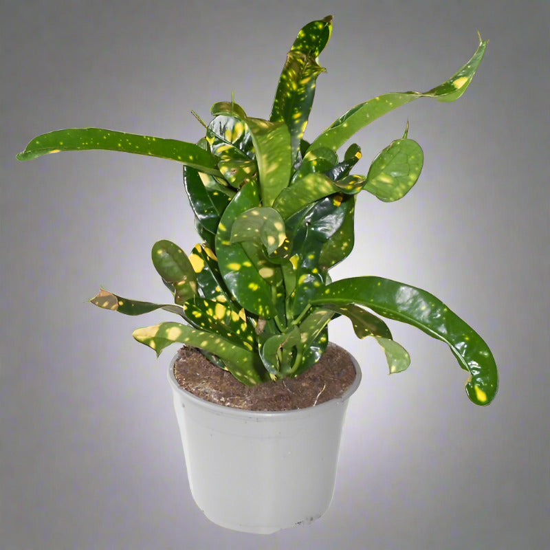 Croton Gold Dust Houseplant (Codiaeum Aucubaefolia)