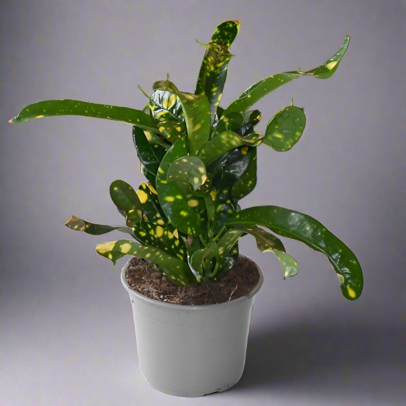 Croton Gold Dust Houseplant (Codiaeum Aucubaefolia)