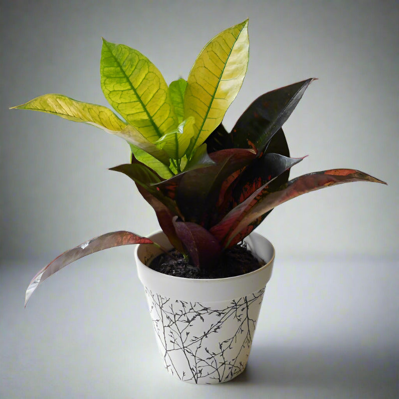 Croton Iceton Houseplant (Codiaeum Iceton)