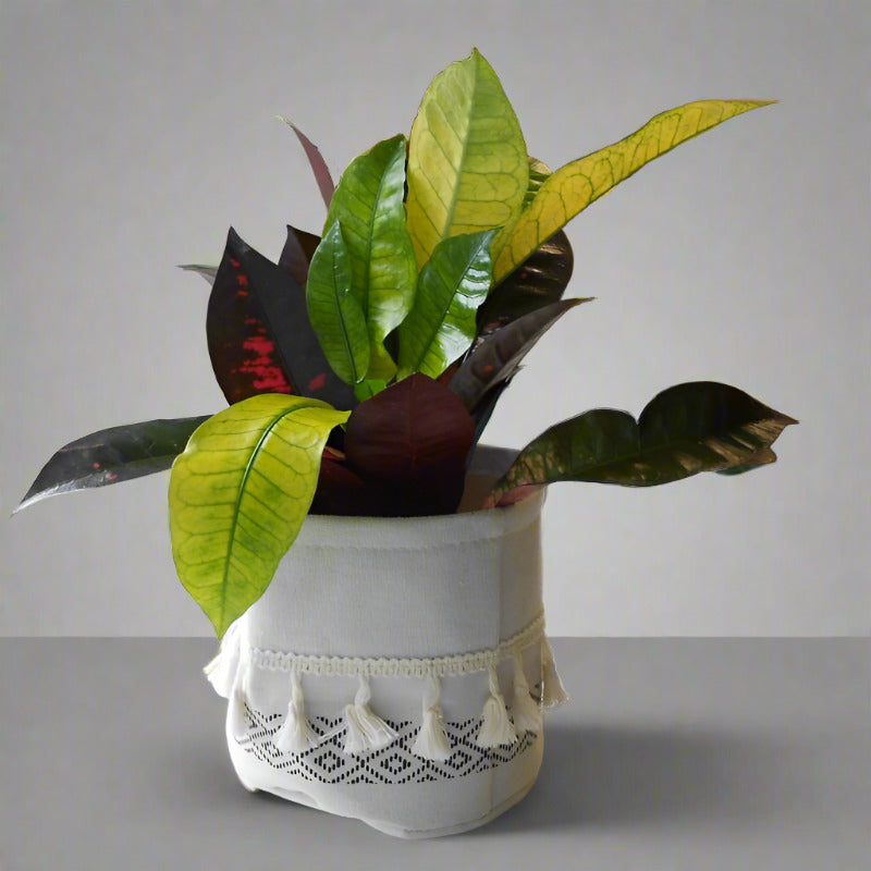 Croton Iceton Houseplant (Codiaeum Iceton)