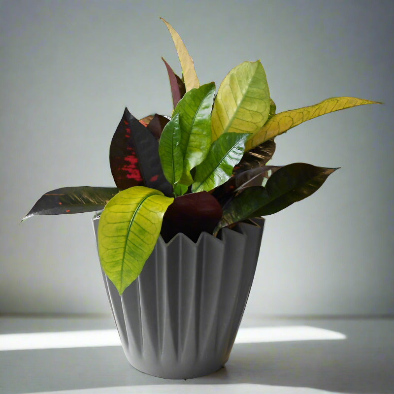 Croton Iceton Houseplant (Codiaeum Iceton)