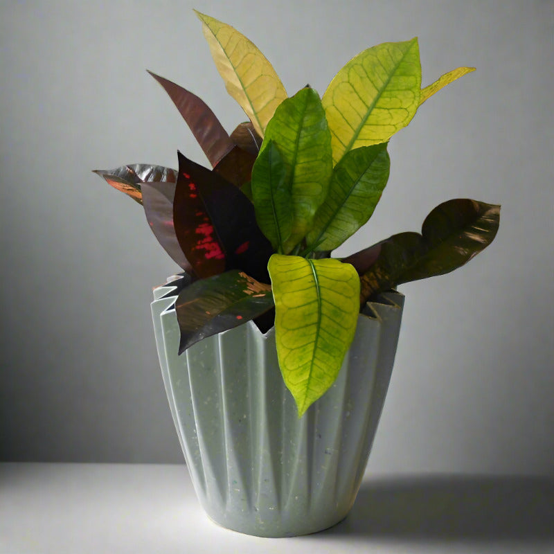 Croton Iceton Houseplant (Codiaeum Iceton)