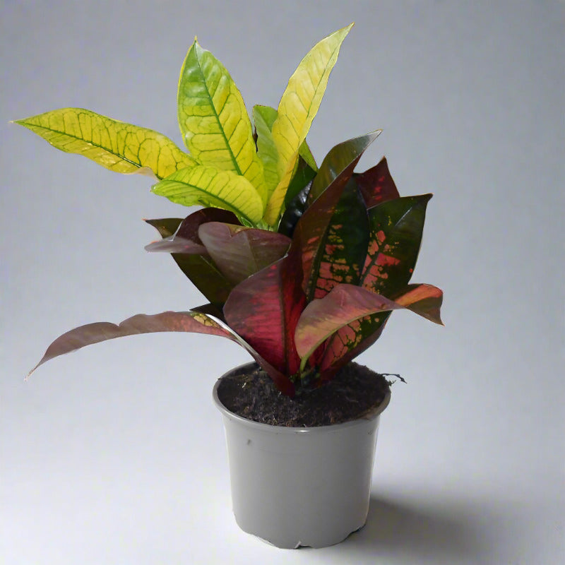 Croton Iceton Houseplant (Codiaeum Iceton)