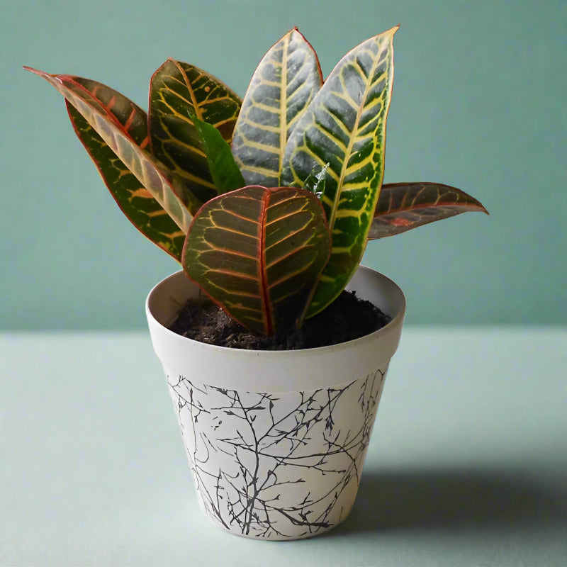 Croton Petra Houseplant (Codiaeum Variegatum | Josephs Coat)