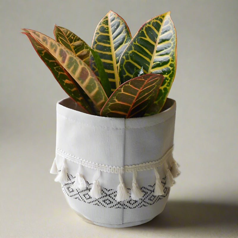 Croton Petra Houseplant (Codiaeum Variegatum | Josephs Coat)