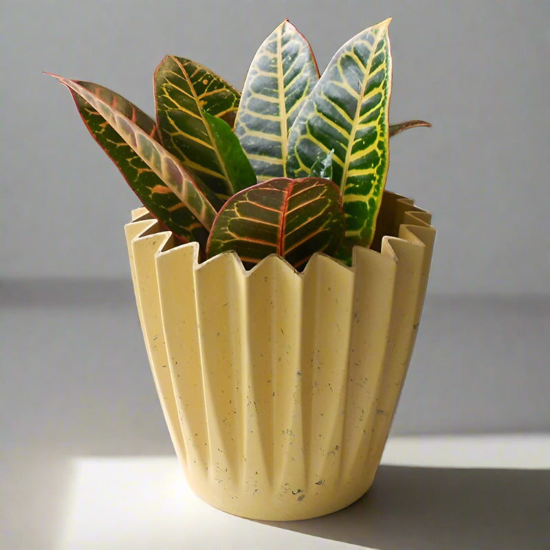 Croton Petra Houseplant (Codiaeum Variegatum | Josephs Coat)