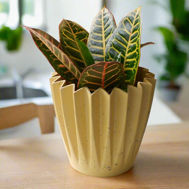 Croton Petra Houseplant (Codiaeum Variegatum | Josephs Coat)