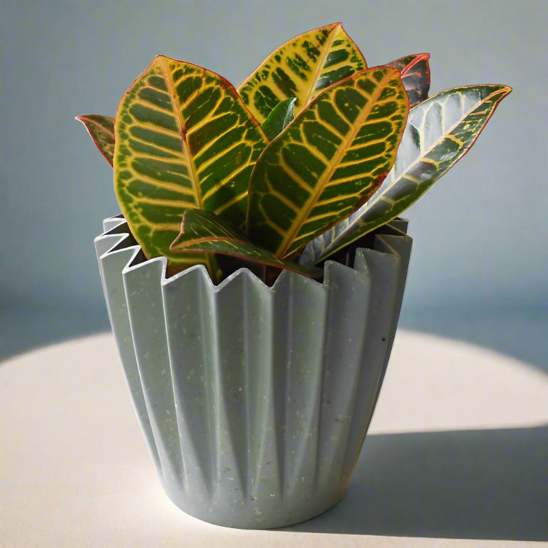 Croton Petra Houseplant (Codiaeum Variegatum | Josephs Coat)