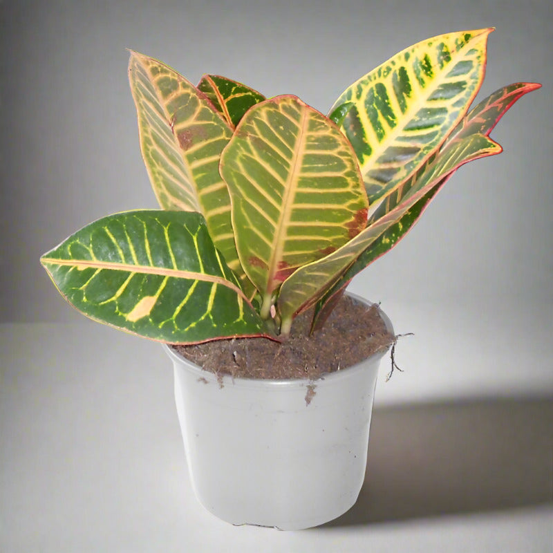 Croton Petra Houseplant (Codiaeum Variegatum | Josephs Coat)