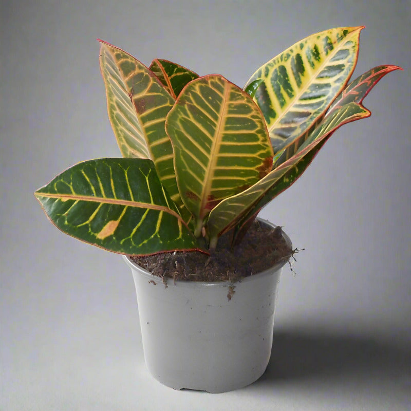 Croton Petra Houseplant (Codiaeum Variegatum | Josephs Coat)