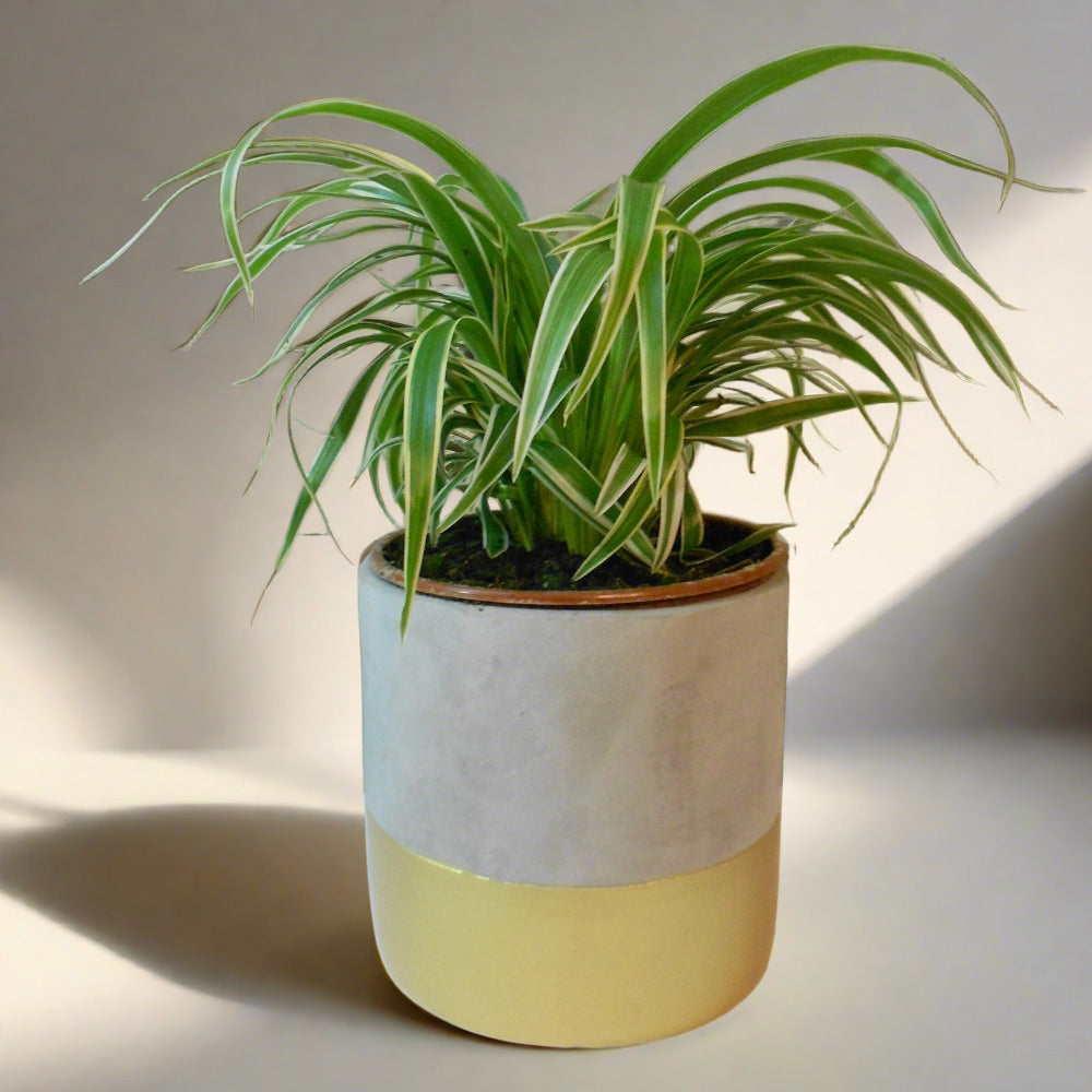 Chlorophytum cosmosum spider plant in a pot