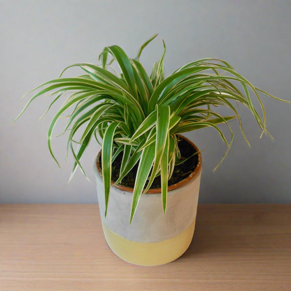 Chlorophytum Comosum Houseplant  (Spider Plant)