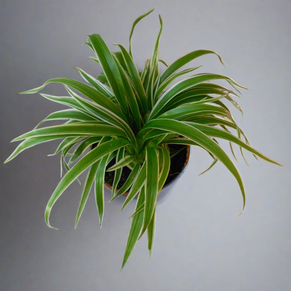 Chlorophytum Cosmosum spider plant leaves from above